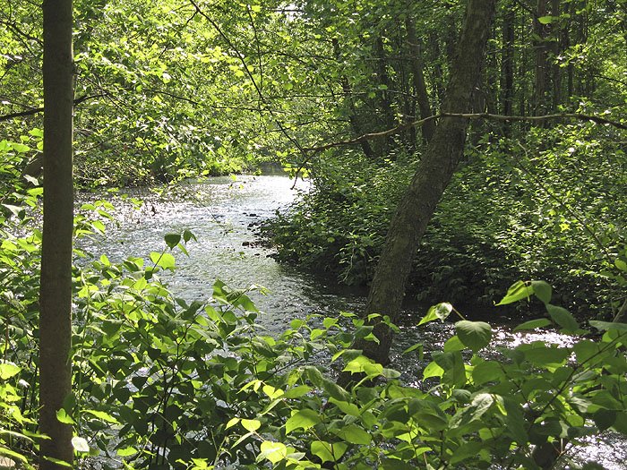 Whippany, NJ - Whippany River - Wikipedia